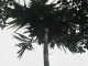 Betel