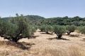 Olivové háje