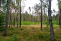 Krásné  lesy