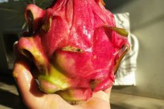 Pitaya