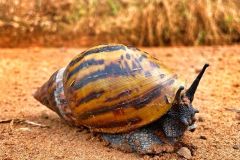 Oblovka zravá patří mezi největší suchozemské plže. Její ulita dorůstá průměrně okolo 12 cm  délky