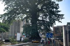 Nejznámější strom země Cotton Ttree