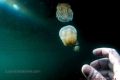 V laguně medúz