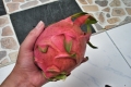Pitaya